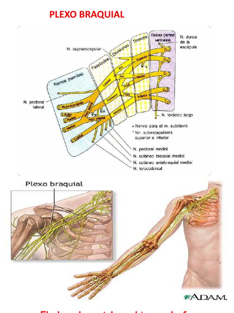Plexo Braquial