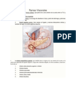 Arterias viscerales abdominales