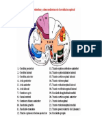 Laminas Neuroanatomia