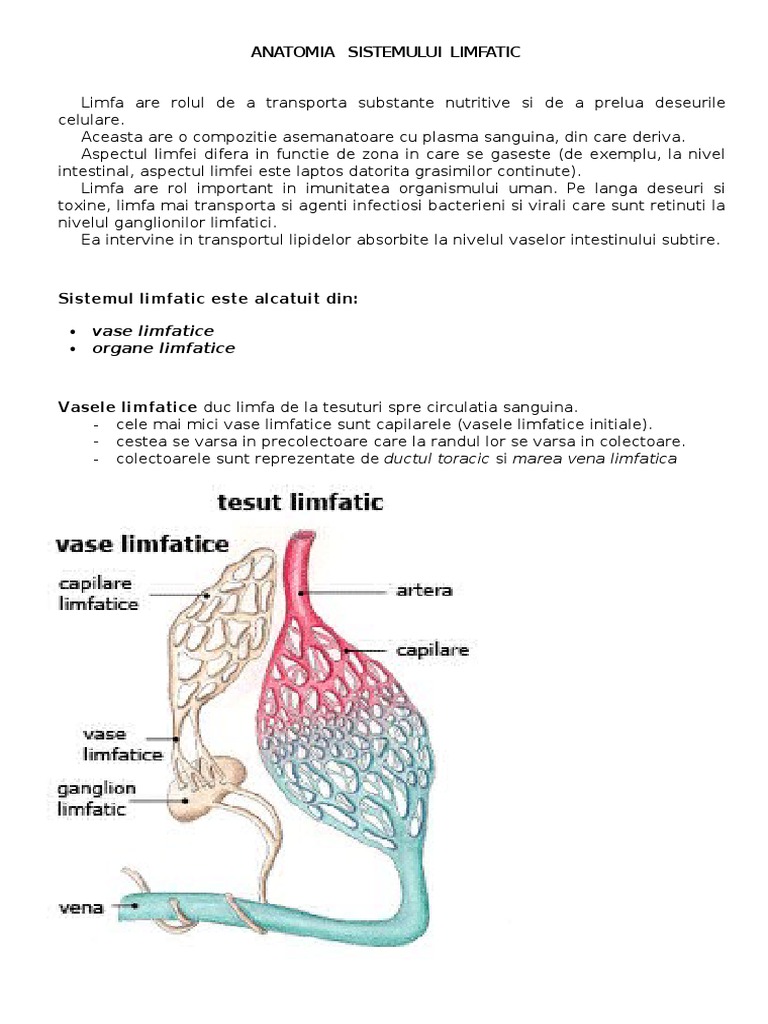 Anatomia Sistemului Limfatic | PDF