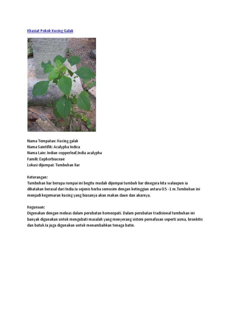 Khasiat Pokok Kucing Galak  PDF