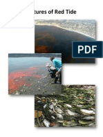 Pictures of Red Tide