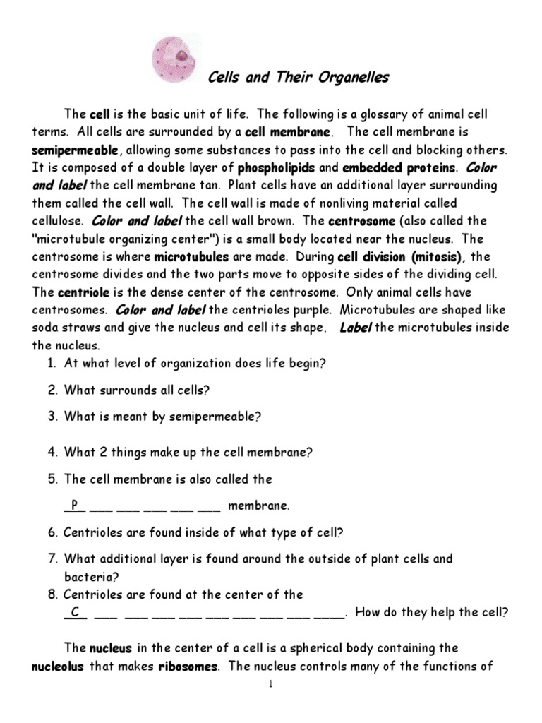 Animal Cell Organelles Overview | PDF | Endoplasmic Reticulum | Cell ...