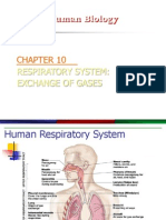 Respiratory System