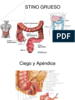 Intestino Grueso