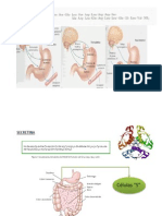 Exposicion Hormonas Secretina