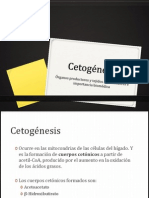 Cetogénesis