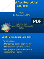 Reproduksi Laki-Laki - PP Psik