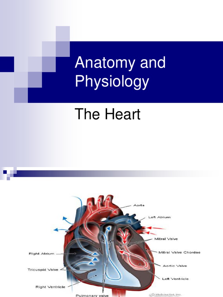 Anatomy and Physiology of the Heart | PDF | Ventricle (Heart) | Heart