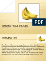 Ppt Banana TC (1)