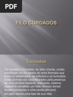 Filo Cordados