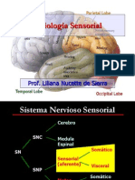 Fisiologia Sensorial