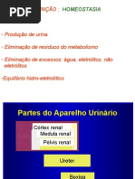 Aula 19 -  Histologia 