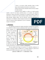 fermentacion lactica