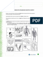 Actividad: ¿Cómo Está Organizado Nuestro Cuerpo?