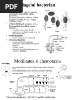 Curs 4 5 6