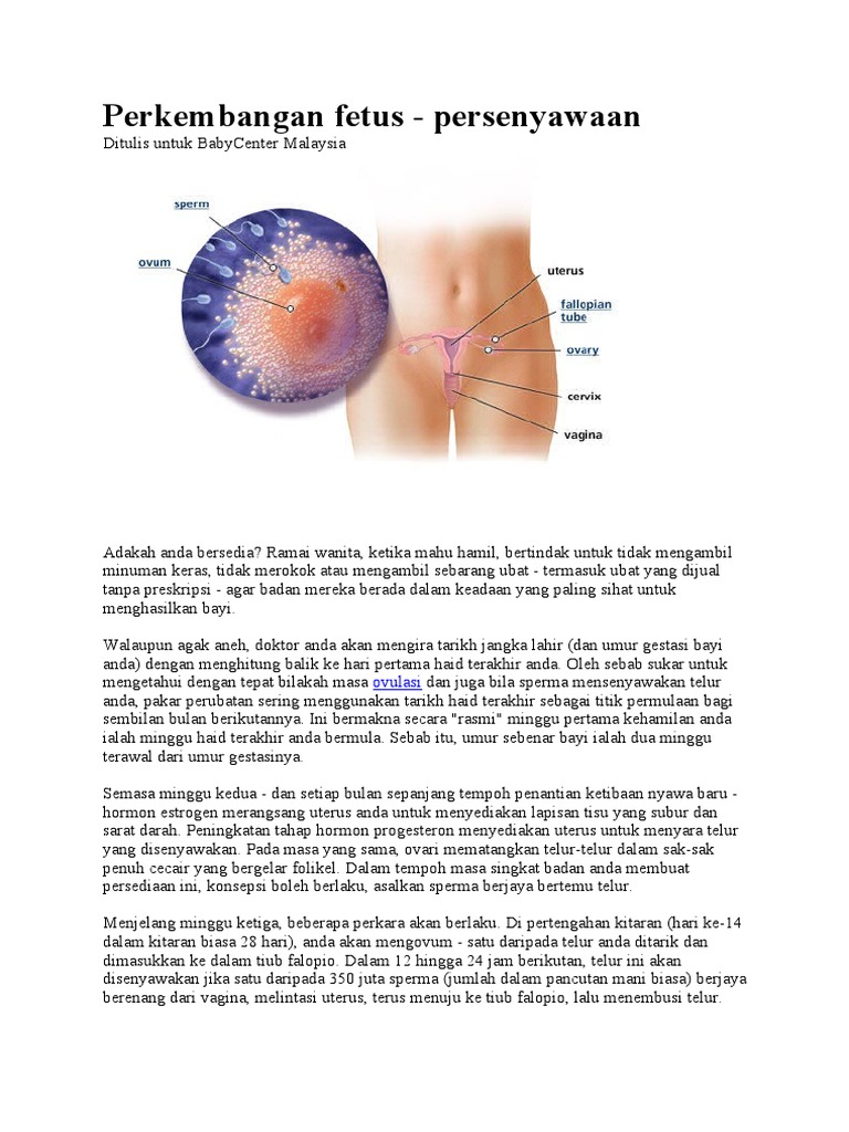 Perkembangan Janin Bayi Pdf