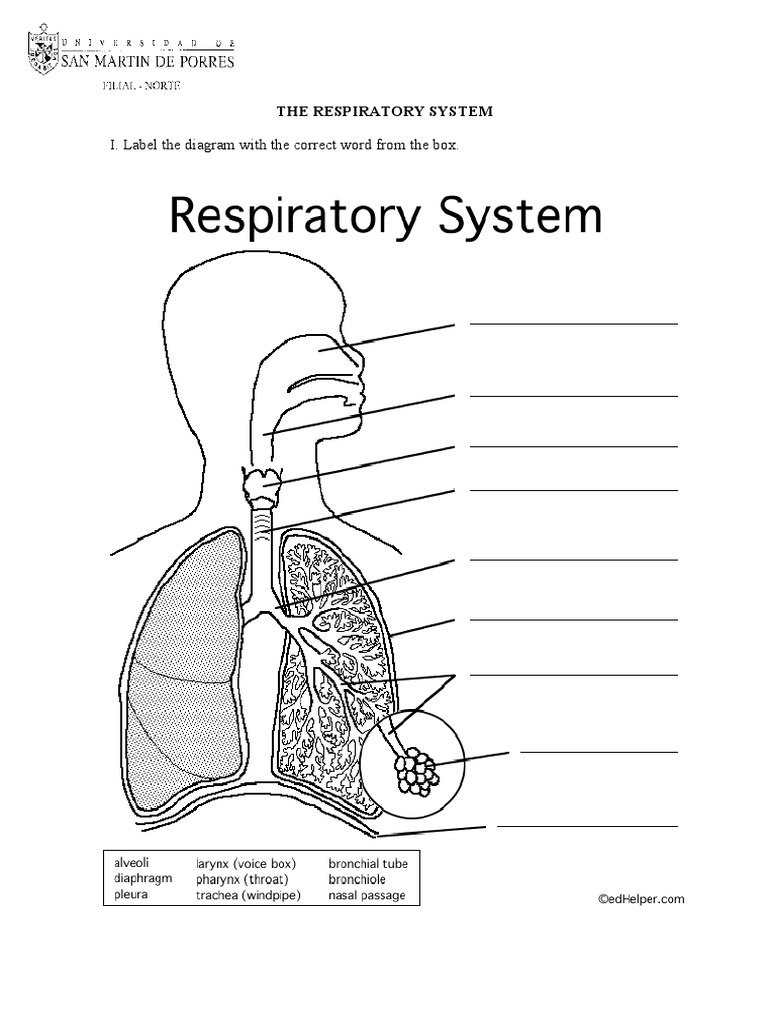 The Respiratory System Worksheet Intended For Respiratory System Worksheet Pdf