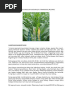 Download Gejala Defisiensi Unsur Hara Pada Tanaman Jagung by Afif Saja Wes SN169440768 doc pdf