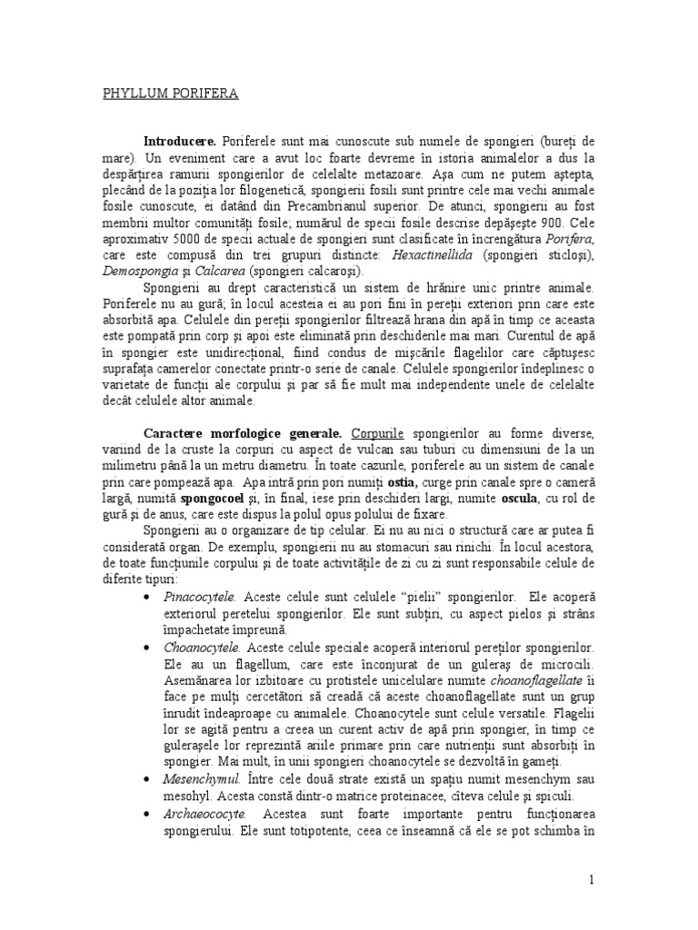 Phylum Porifera | PDF