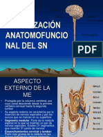 Organización Anatomofuncio Nal Del SN