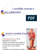 Arteria Carotida Externa y Sus Colateraless