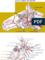 IRRIGACIÓN_CABEZA (1)