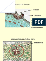 Phellem or Cork Tissues: Are Suberized Cells Dead, Impermeable, Cover Old Stem