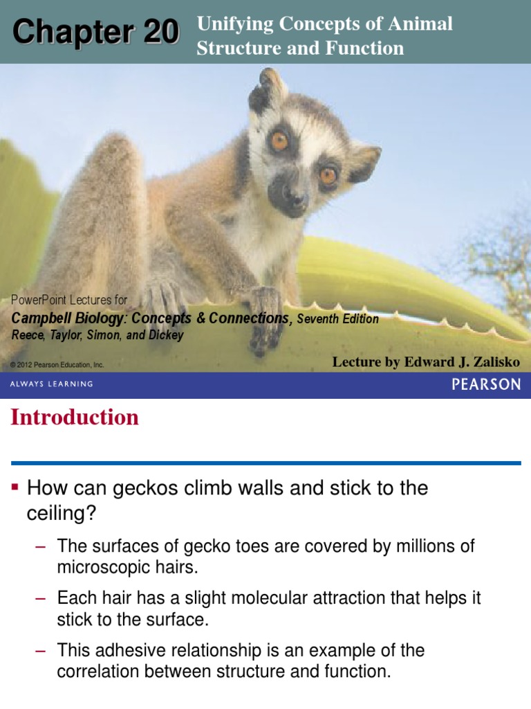 20 Lecture Presentation | PDF | Epithelium | Tissue (Biology)