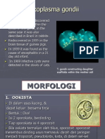 Toxoplasma gondii Life Cycle and Disease