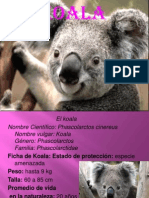 Koalas