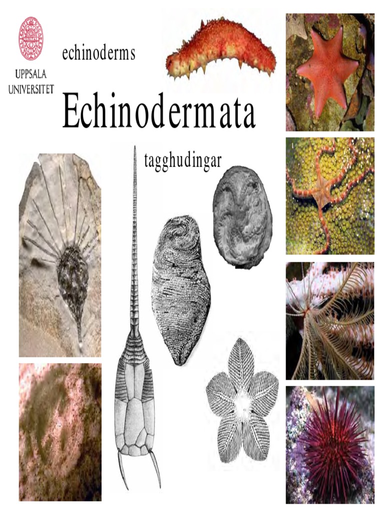 Echinodermata: Characteristics and Classification | PDF | Social ...