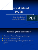 Adrenal Gland