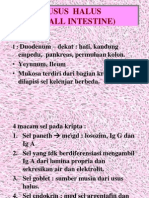 Usus Halus (Small Intestine) +usus Besar@