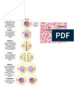 mitosis.docx