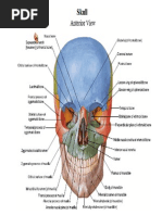 Atlas Netter - PDF