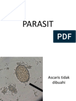 Parasit Kustian 1