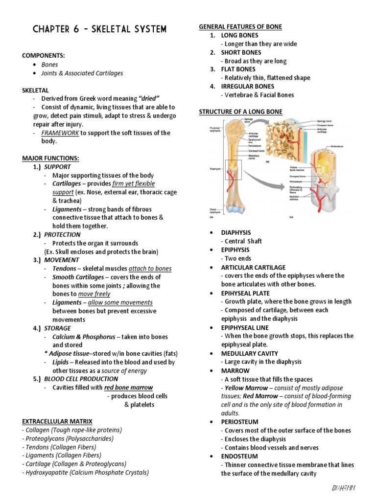 chapter 6 homework anatomy and physiology