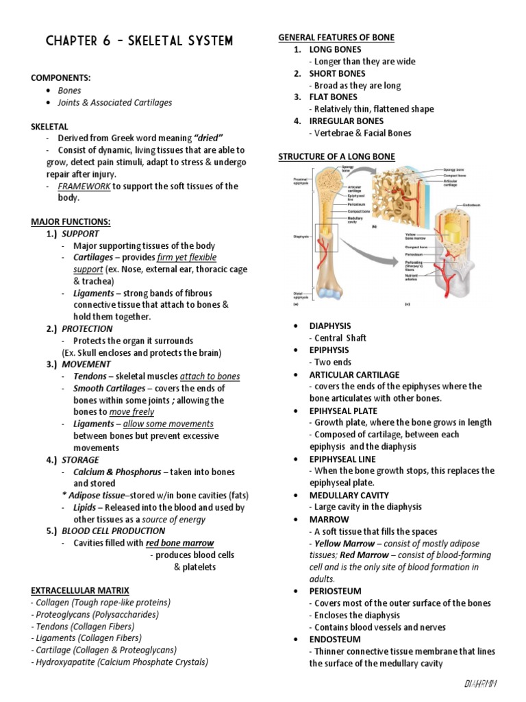 Chapter 6 Anatomy and Physiology | Bone | Osteoblast