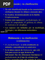 Download malassezia by alfredo_manriquez61905 SN17008793 doc pdf