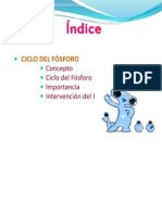 ciclo fosforo