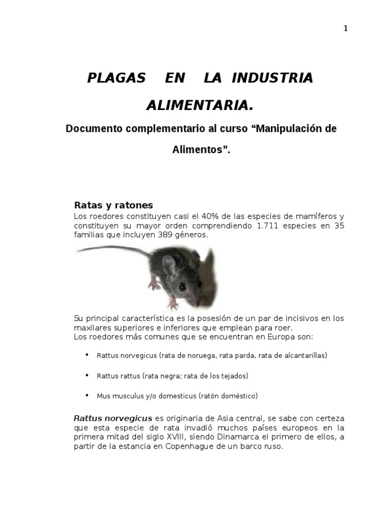 Plagas de Ratas en la Industria Alimentaria | PDF | Rata | Roedor