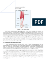 Tendon Achilles