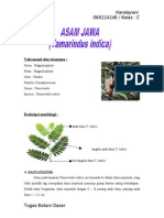 97087271 Morfologi Anatomi Dan Fisiologi Tamarindus Indica