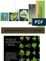 Genes Homeoticos en Plantas 3