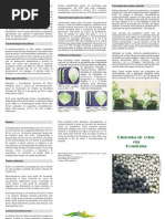 A pimenta-do-reino em Rondônia