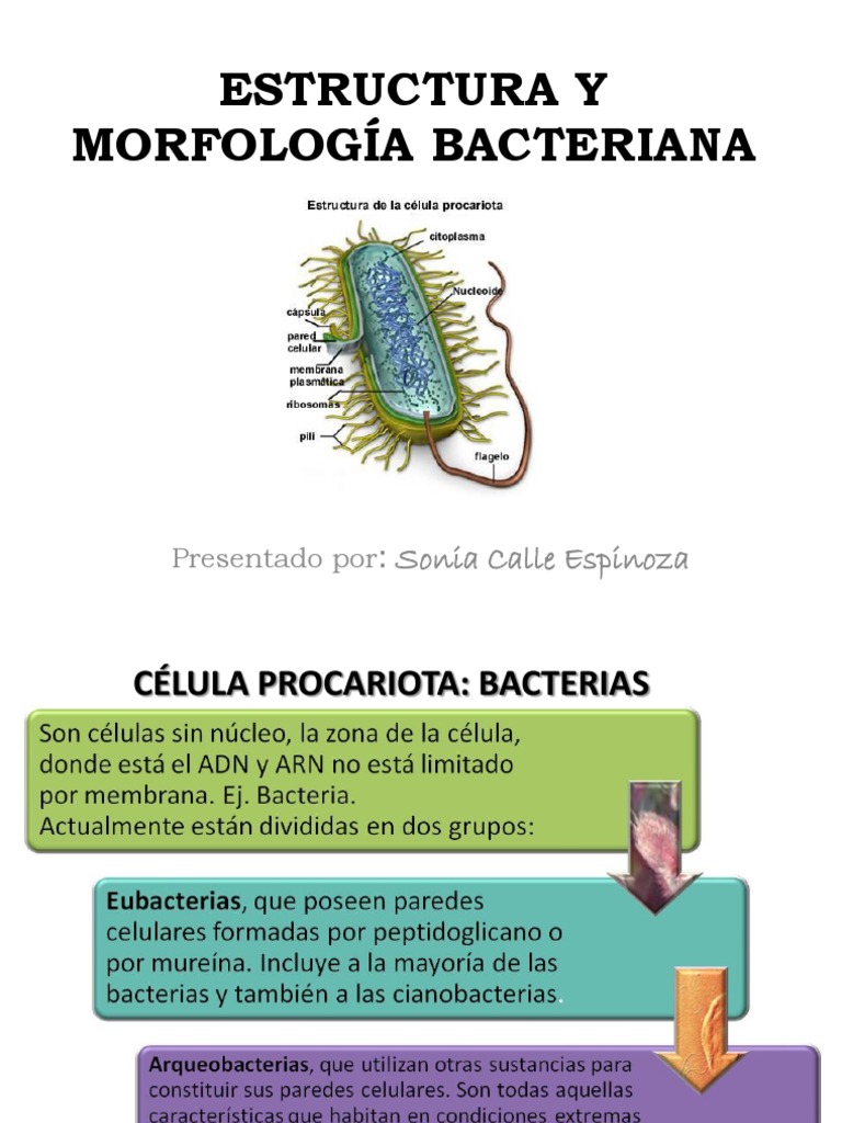 Estructura y morfología de bacterias | PDF | Las bacterias | Bacterias ...