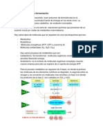 Ruta Bioquímica de La Fermentación