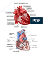 Anatomi Jantung Manusia