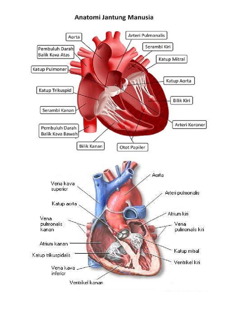 25+ Struktur Anatomi Jantung Pdf
